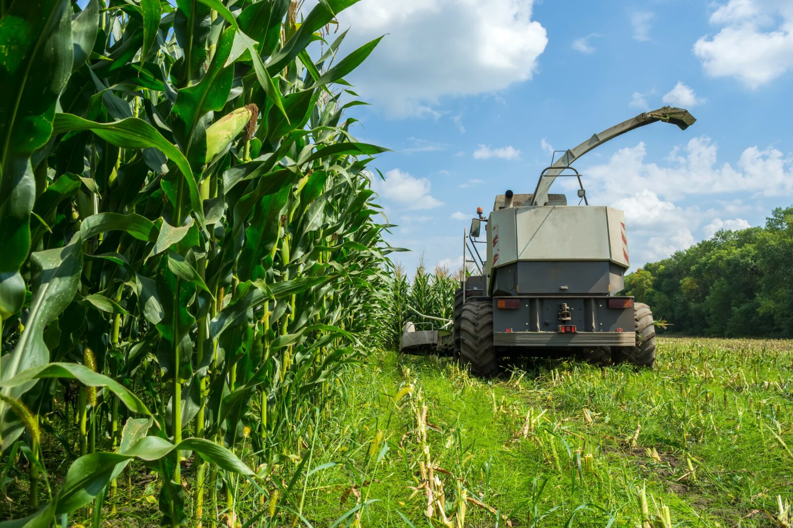 Ensilage Mais optimisation moteur sport system